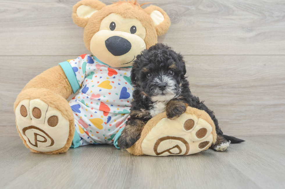 6 week old Havapoo Puppy For Sale - Premier Pups