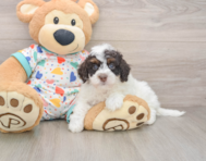 5 week old Havapoo Puppy For Sale - Premier Pups