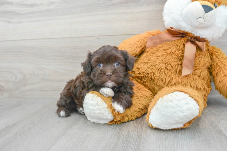 Funny Havapoo Poodle Mix Pup