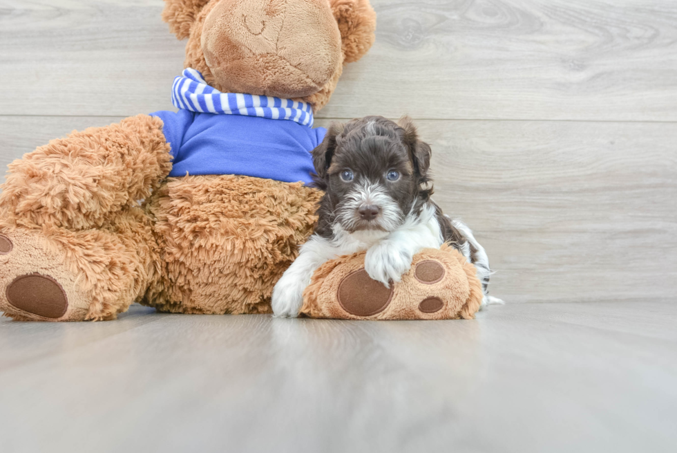 Popular Havapoo Poodle Mix Pup