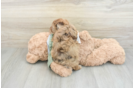 Playful Havadoodle Poodle Mix Puppy