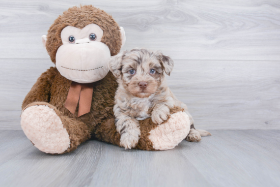 Fluffy Havapoo Poodle Mix Pup