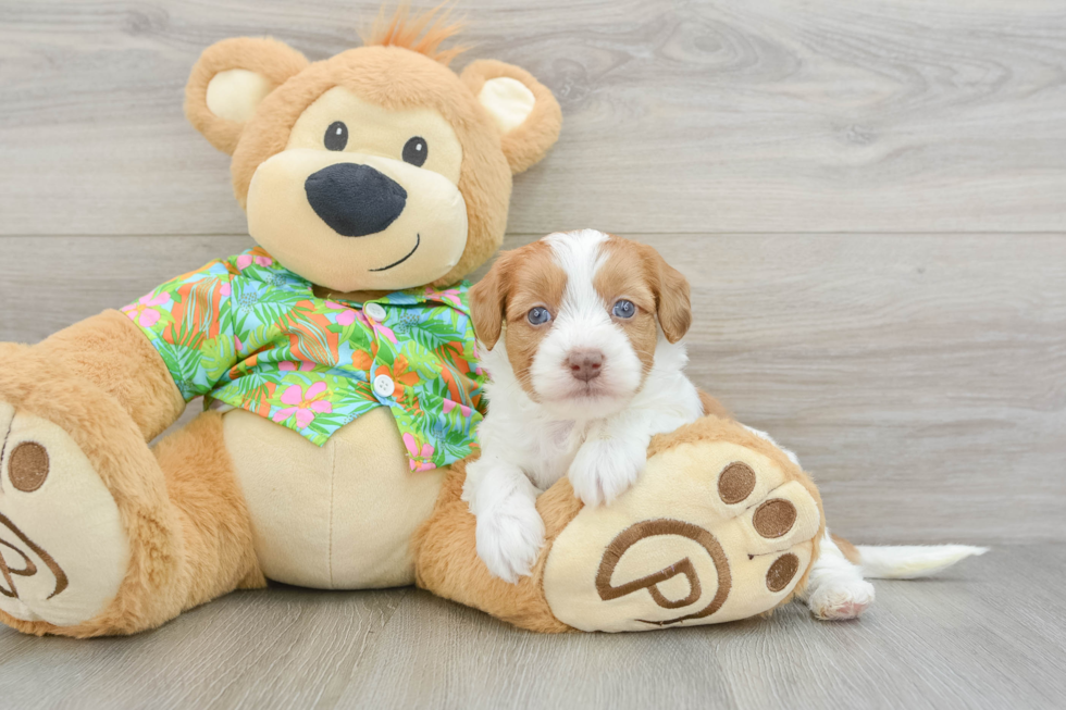 Energetic Havadoodle Poodle Mix Puppy