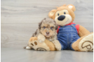 Playful Havadoodle Poodle Mix Puppy