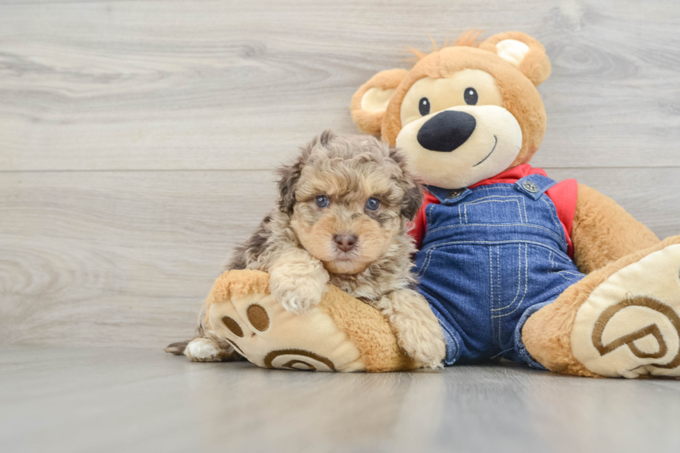 Playful Havadoodle Poodle Mix Puppy