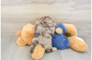 Havapoo Puppy for Adoption