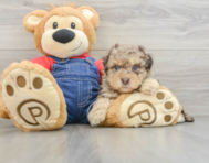 8 week old Havapoo Puppy For Sale - Premier Pups