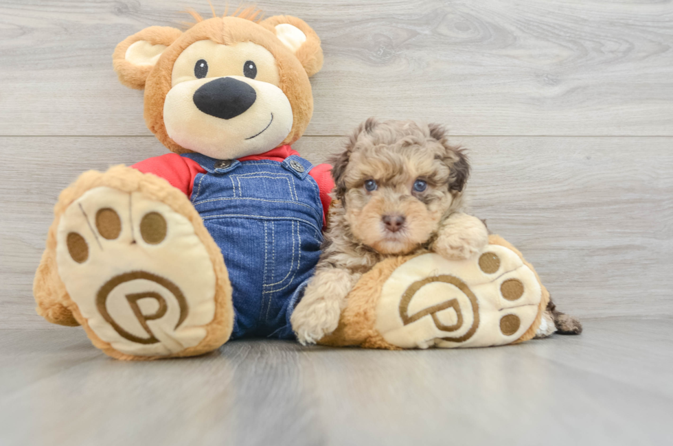 5 week old Havapoo Puppy For Sale - Premier Pups