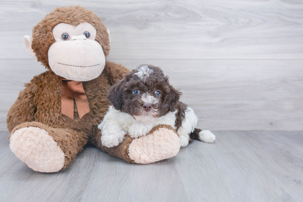 Little Havadoodle Poodle Mix Puppy