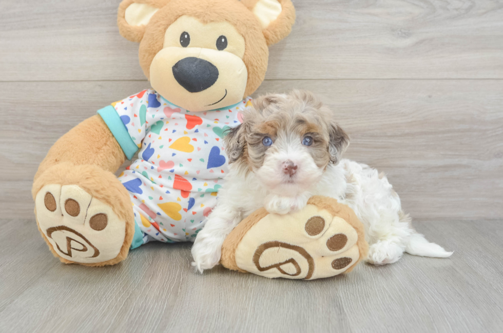 5 week old Havapoo Puppy For Sale - Premier Pups