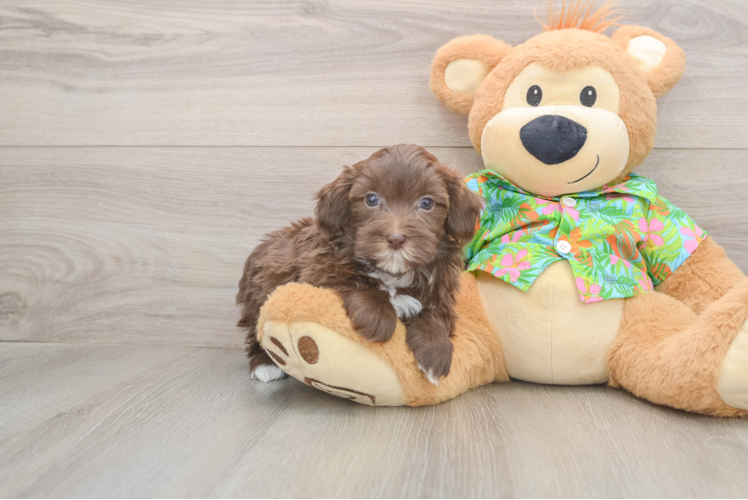 Havapoo Pup Being Cute