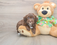7 week old Havapoo Puppy For Sale - Premier Pups