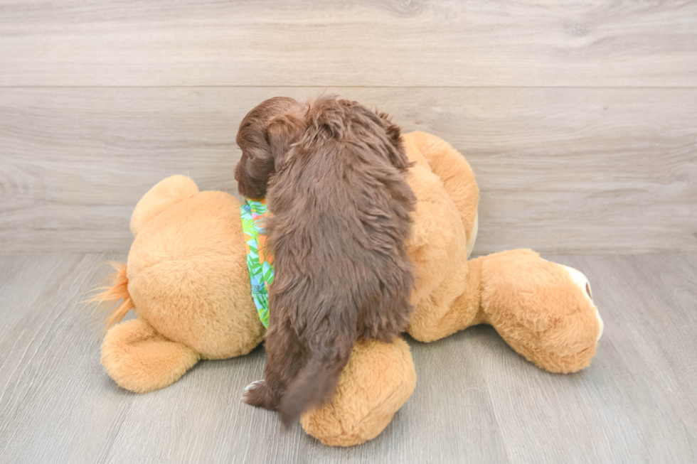 Little Havadoodle Poodle Mix Puppy