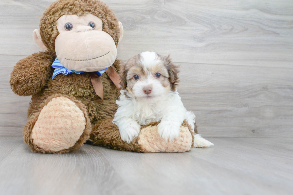 Funny Havapoo Poodle Mix Pup