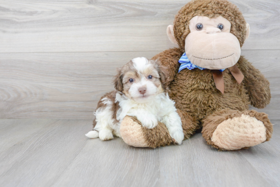 Little Havanese Poodle Mix Puppy