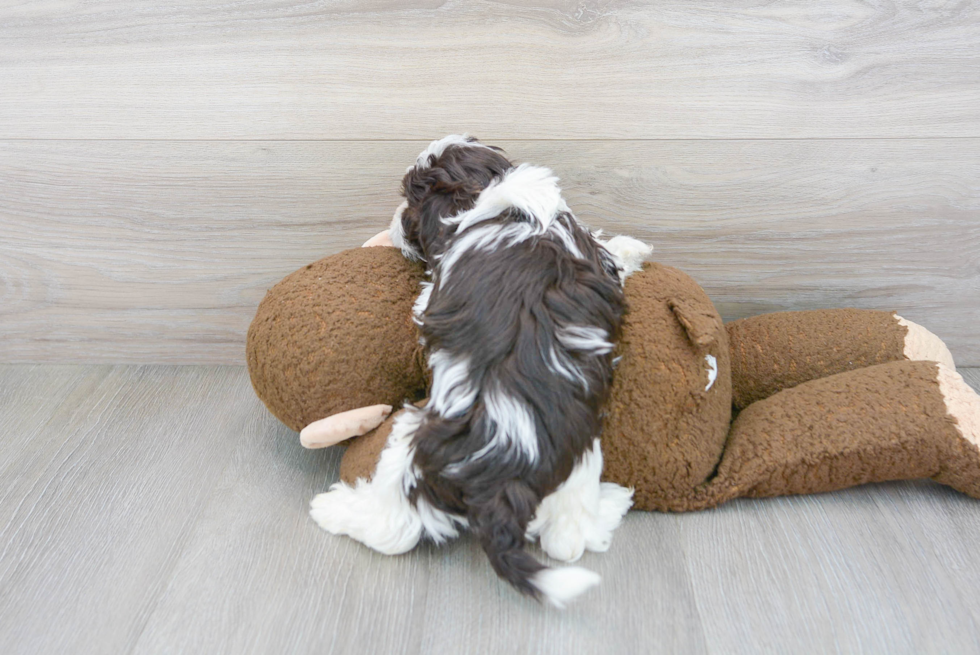 Fluffy Havapoo Poodle Mix Pup