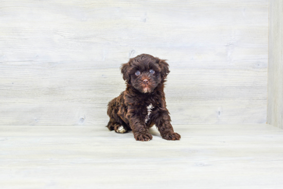 Adorable Havanese Poodle Mix Puppy