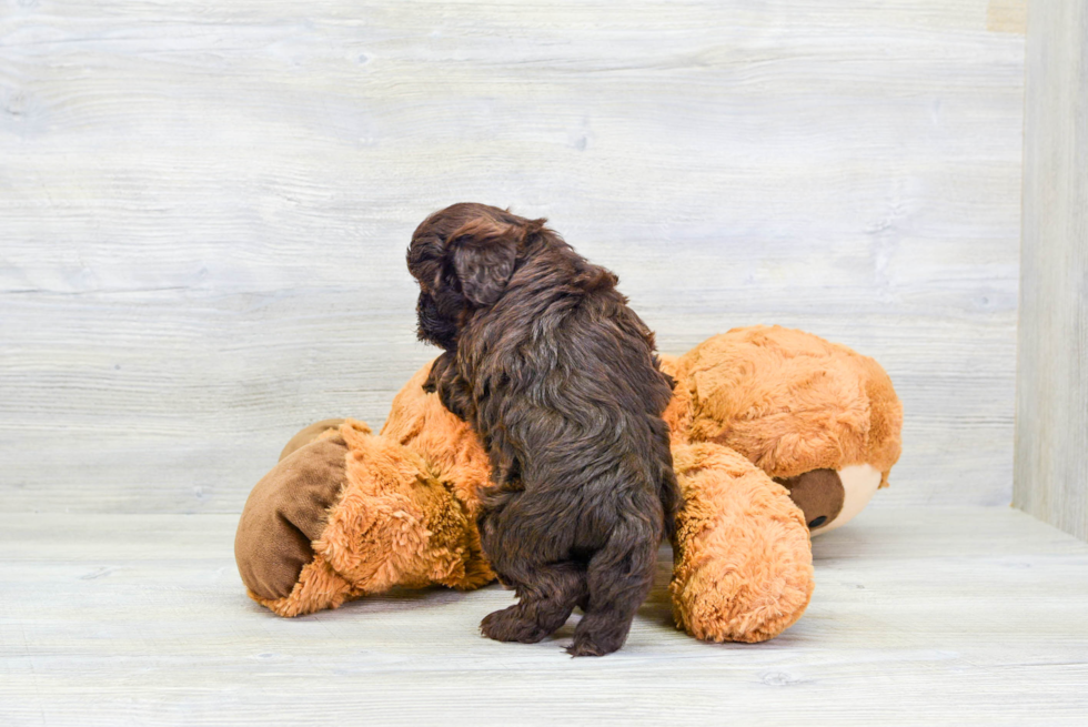 Little Havadoodle Poodle Mix Puppy