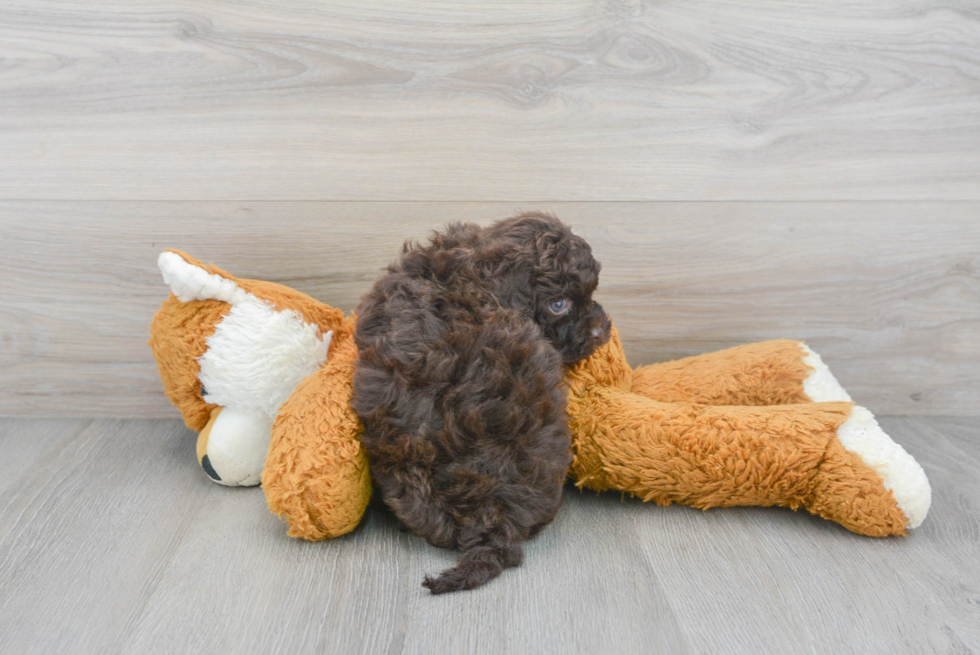 Little Havanese Poodle Mix Puppy