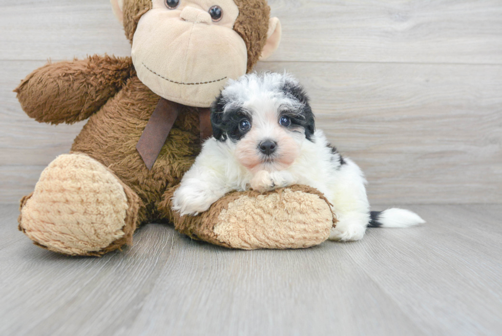 Hypoallergenic Havanese Poodle Mix Puppy