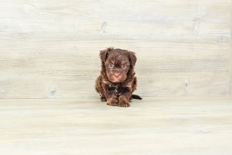 Smart Havapoo Poodle Mix Pup