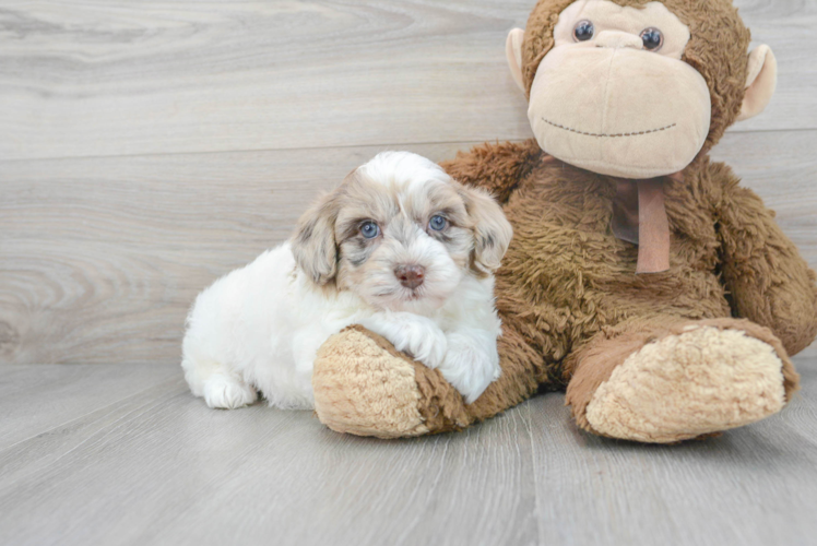 Playful Havadoodle Poodle Mix Puppy