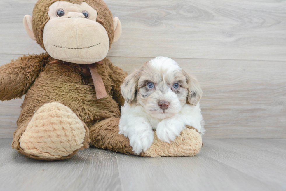 Adorable Havanese Poodle Mix Puppy