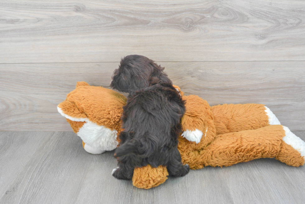 Popular Havapoo Poodle Mix Pup