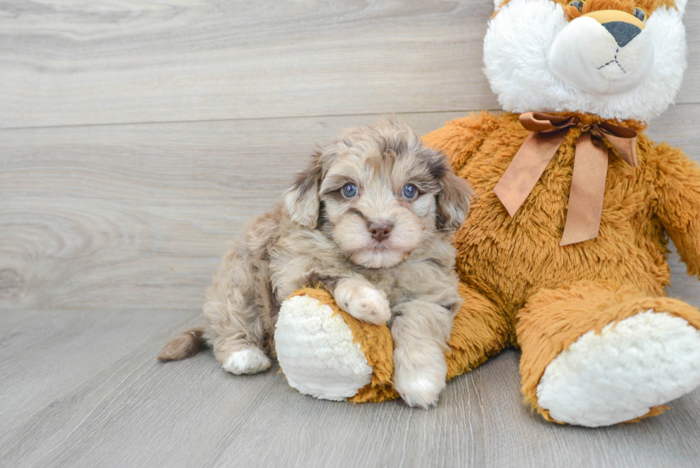 Fluffy Havapoo Poodle Mix Pup