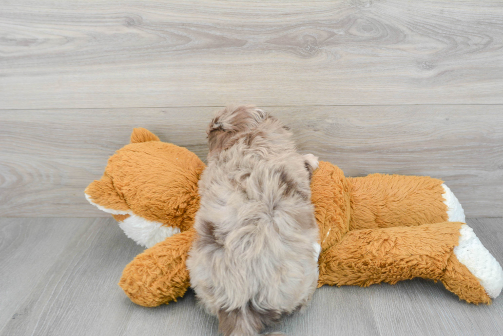 Adorable Havanese Poodle Mix Puppy