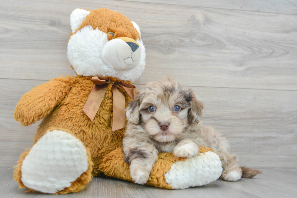 Hypoallergenic Havadoodle Poodle Mix Puppy