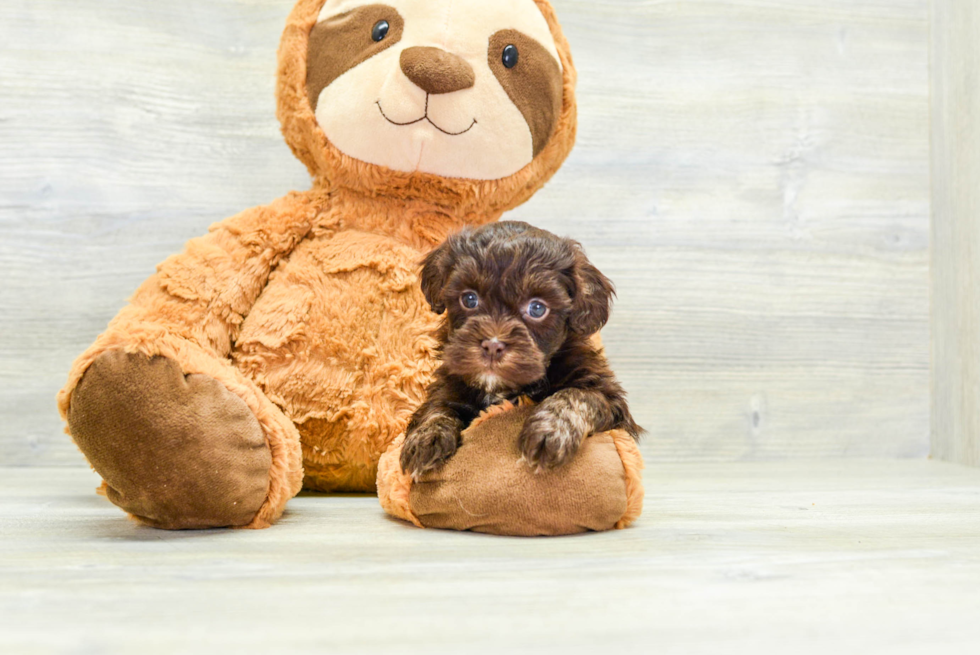 Havapoo Pup Being Cute