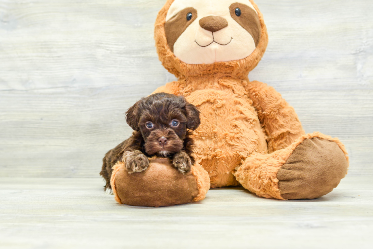 Fluffy Havapoo Poodle Mix Pup