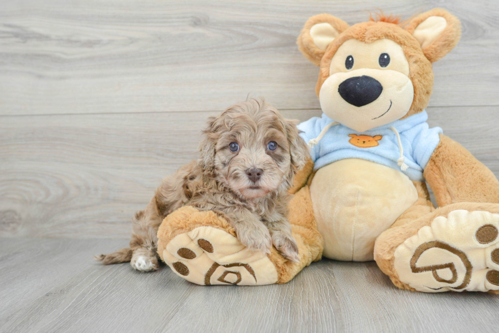 Popular Havapoo Poodle Mix Pup