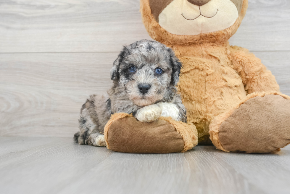 Funny Havapoo Poodle Mix Pup