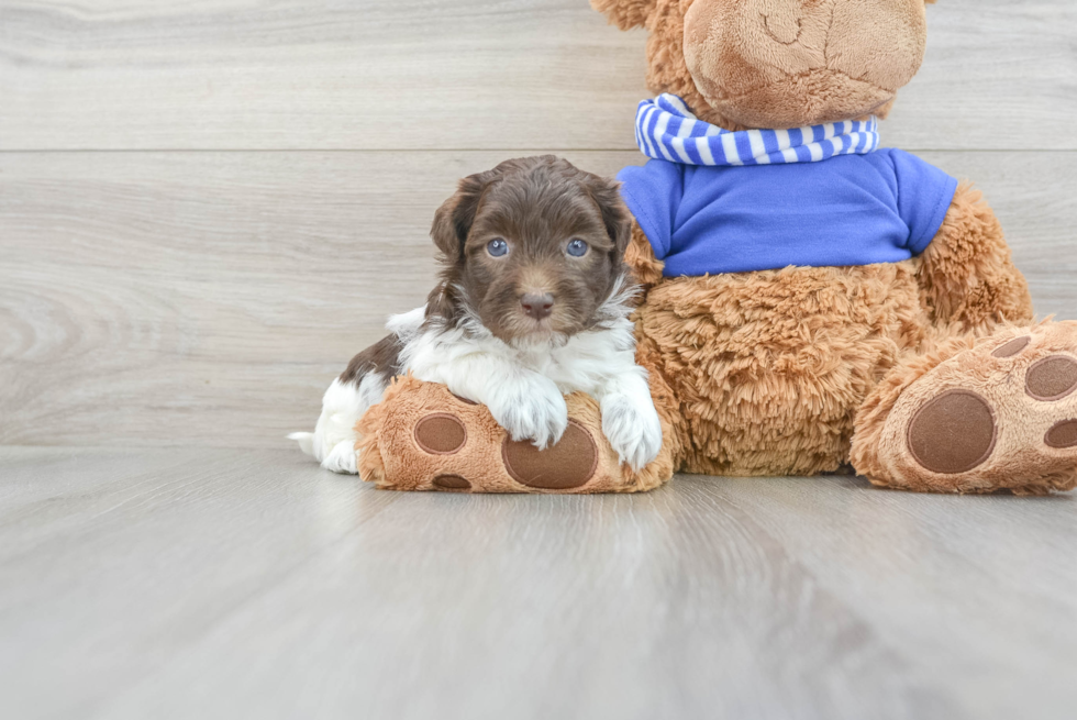 Hypoallergenic Havanese Poodle Mix Puppy