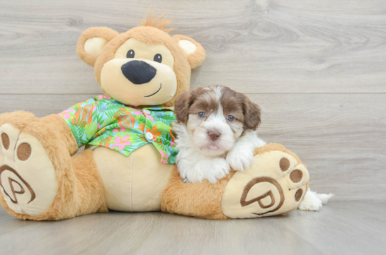 Funny Havapoo Poodle Mix Pup