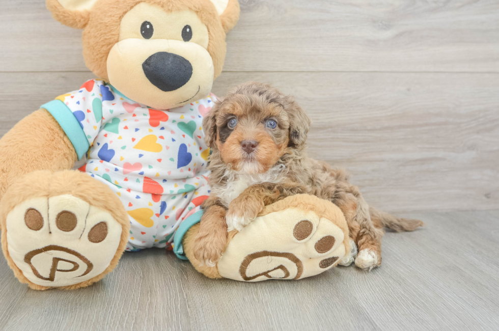 6 week old Havapoo Puppy For Sale - Premier Pups