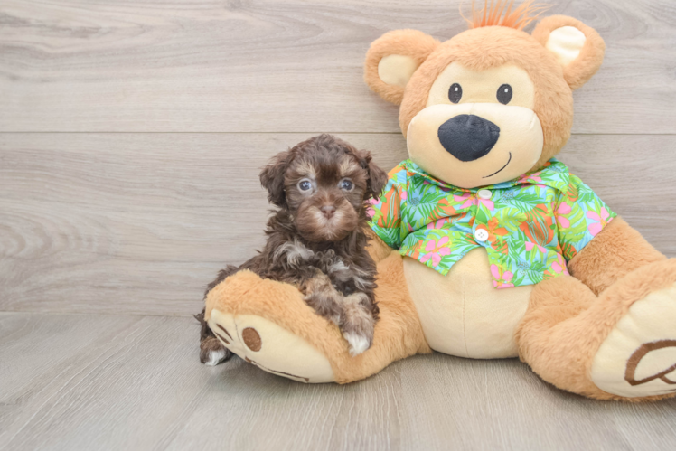 Havapoo Pup Being Cute