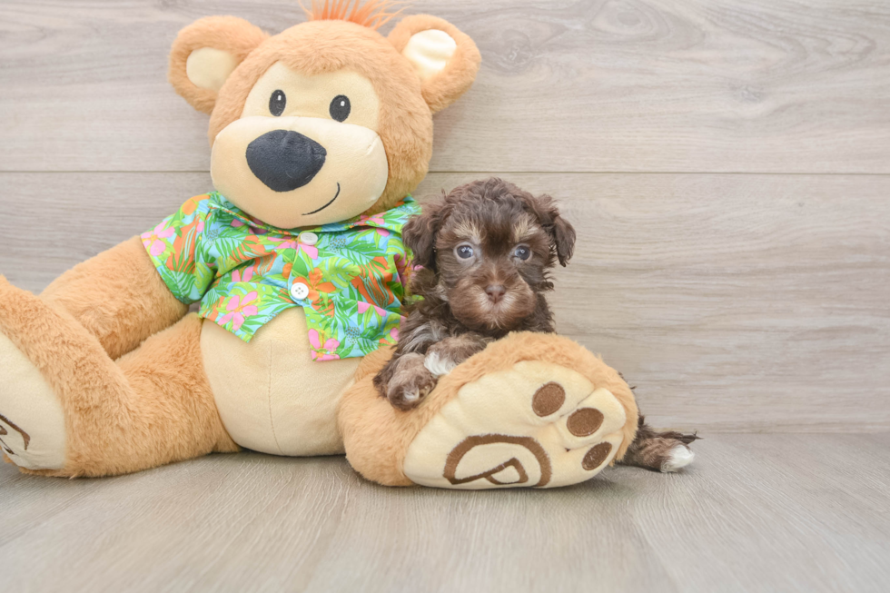 Petite Havapoo Poodle Mix Pup