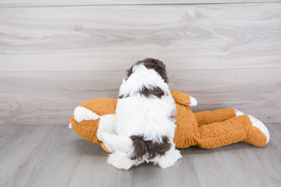 Playful Havadoodle Poodle Mix Puppy