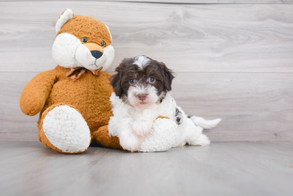 Fluffy Havapoo Poodle Mix Pup