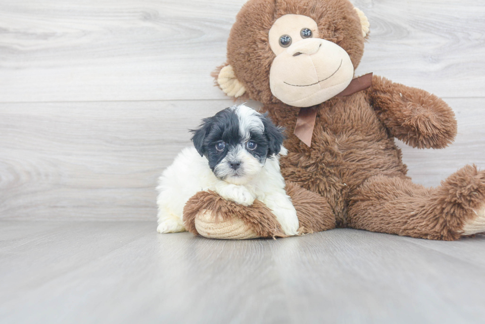 Smart Havapoo Poodle Mix Pup