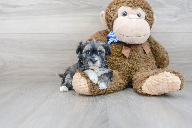 Petite Havapoo Poodle Mix Pup