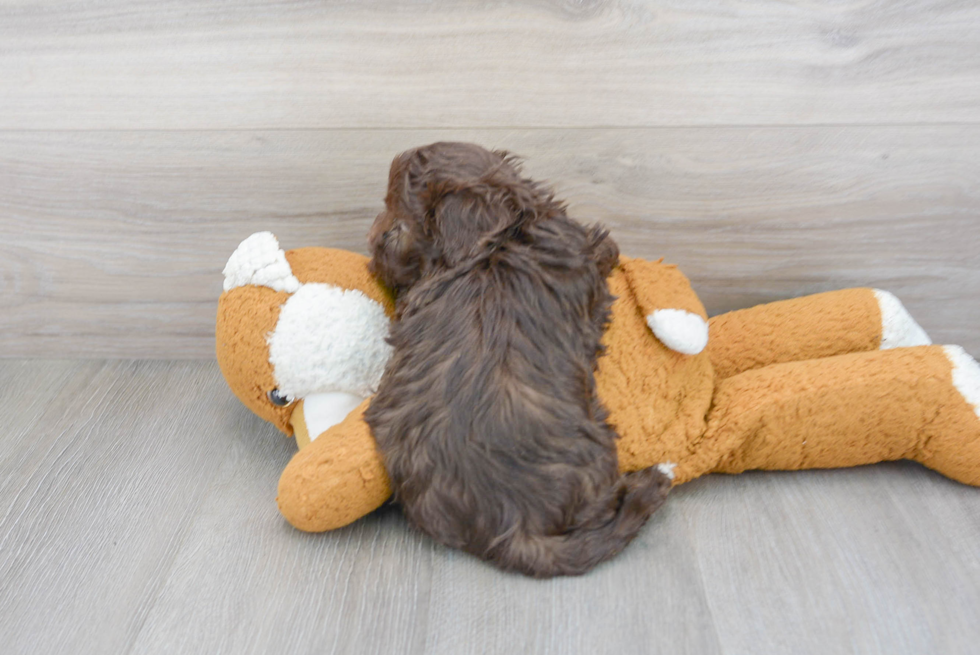 Little Havadoodle Poodle Mix Puppy