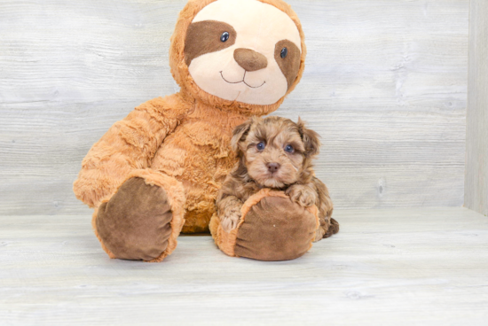 Playful Havadoodle Poodle Mix Puppy