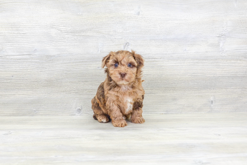 Smart Havapoo Poodle Mix Pup