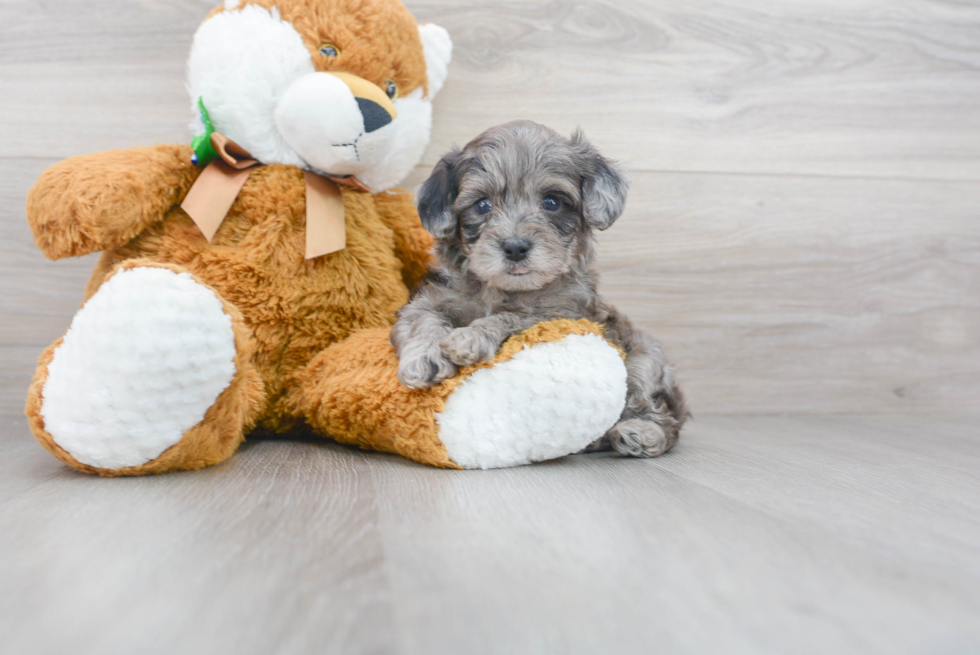 Havapoo Pup Being Cute