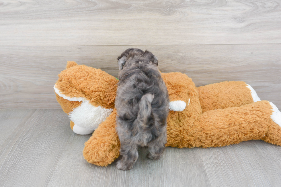 Cute Havapoo Poodle Mix Pup