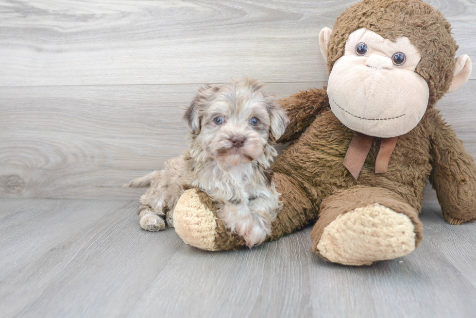 Adorable Havadoodle Poodle Mix Puppy